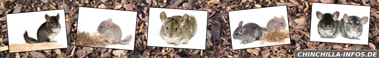 Ratgeber zur Haltung von Chinchillas